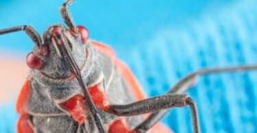 NAJSMRTONOSNIJI INSEKTI NA SVETU! NISTE NI SVESNI da su baš ove TIHE UBICE krive za preko 700.000 SMRTI GODIŠNJE