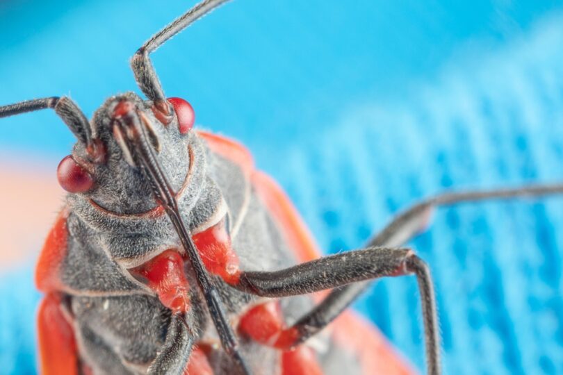 NAJSMRTONOSNIJI INSEKTI NA SVETU! NISTE NI SVESNI da su baš ove TIHE UBICE krive za preko 700.000 SMRTI GODIŠNJE