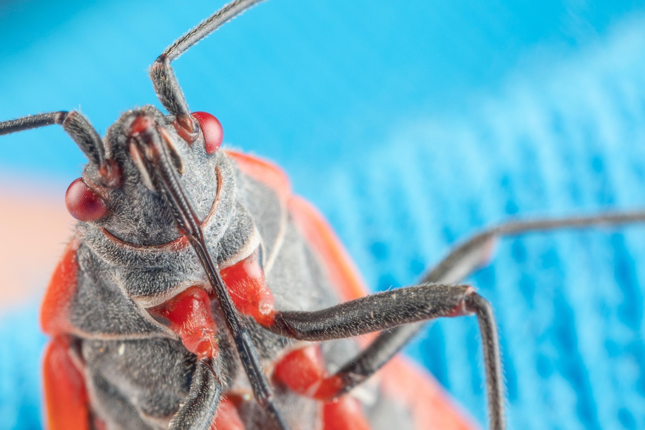 NAJSMRTONOSNIJI INSEKTI NA SVETU! NISTE NI SVESNI da su baš ove TIHE UBICE krive za preko 700.000 SMRTI GODIŠNJE