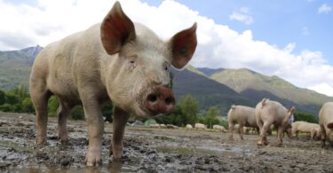 UHAPŠENI VETERINAR I VLASNIK GAZDINSTVA U PANČEVU ZBOG SVINJSKOG MESA ZARAŽENOG TRIHINELOZOM