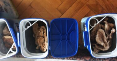 Kornišoni kao maska za marihuanu: Šokantni detalji narko-biznisa iz Kruševca