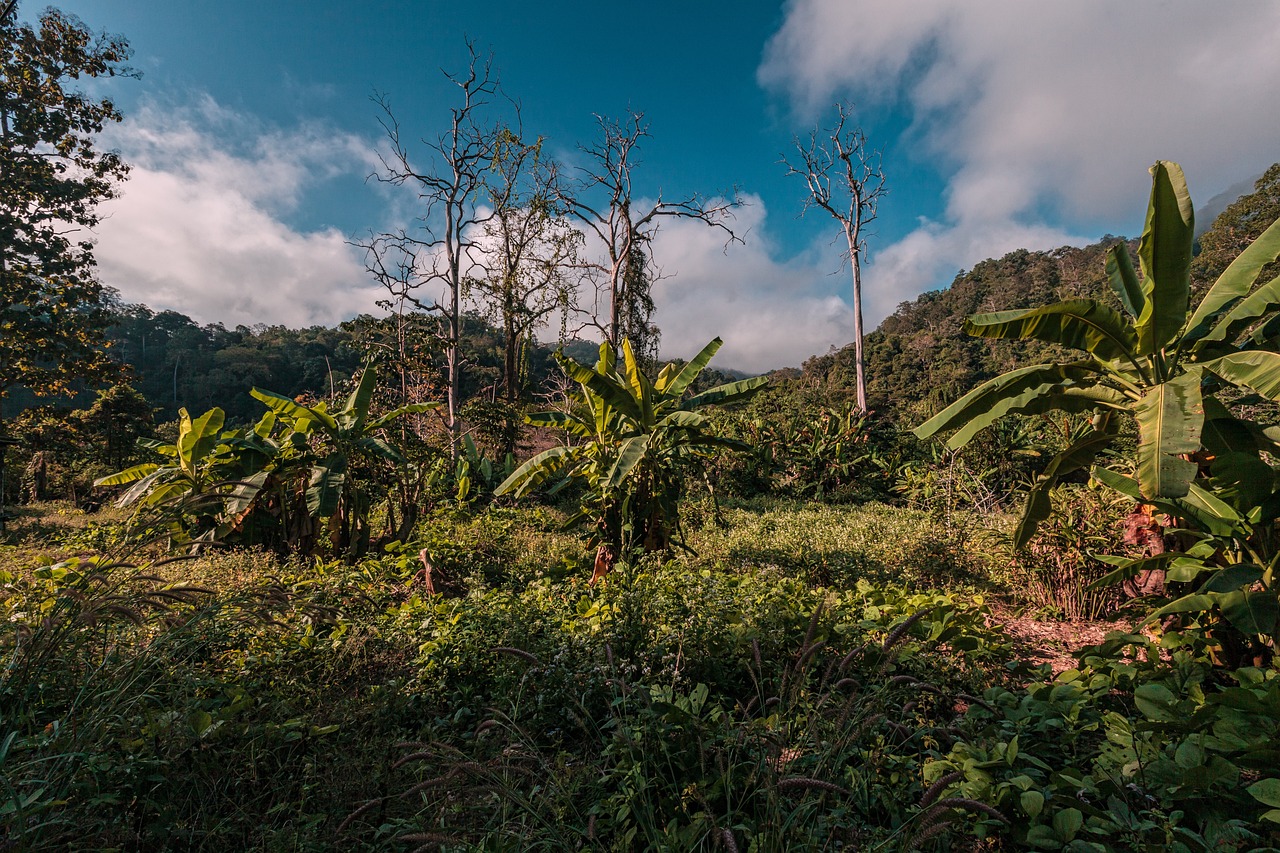 UMESTO METKA-KONTRACEPCIJA! Da ne bi ubijali turiste, dali im bebi pilule!