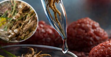 Maslačak foto: Rikošet ilustracija