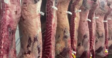 meso foto:Mouse Farm & Agriculture