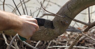 Testera foto: pixabay